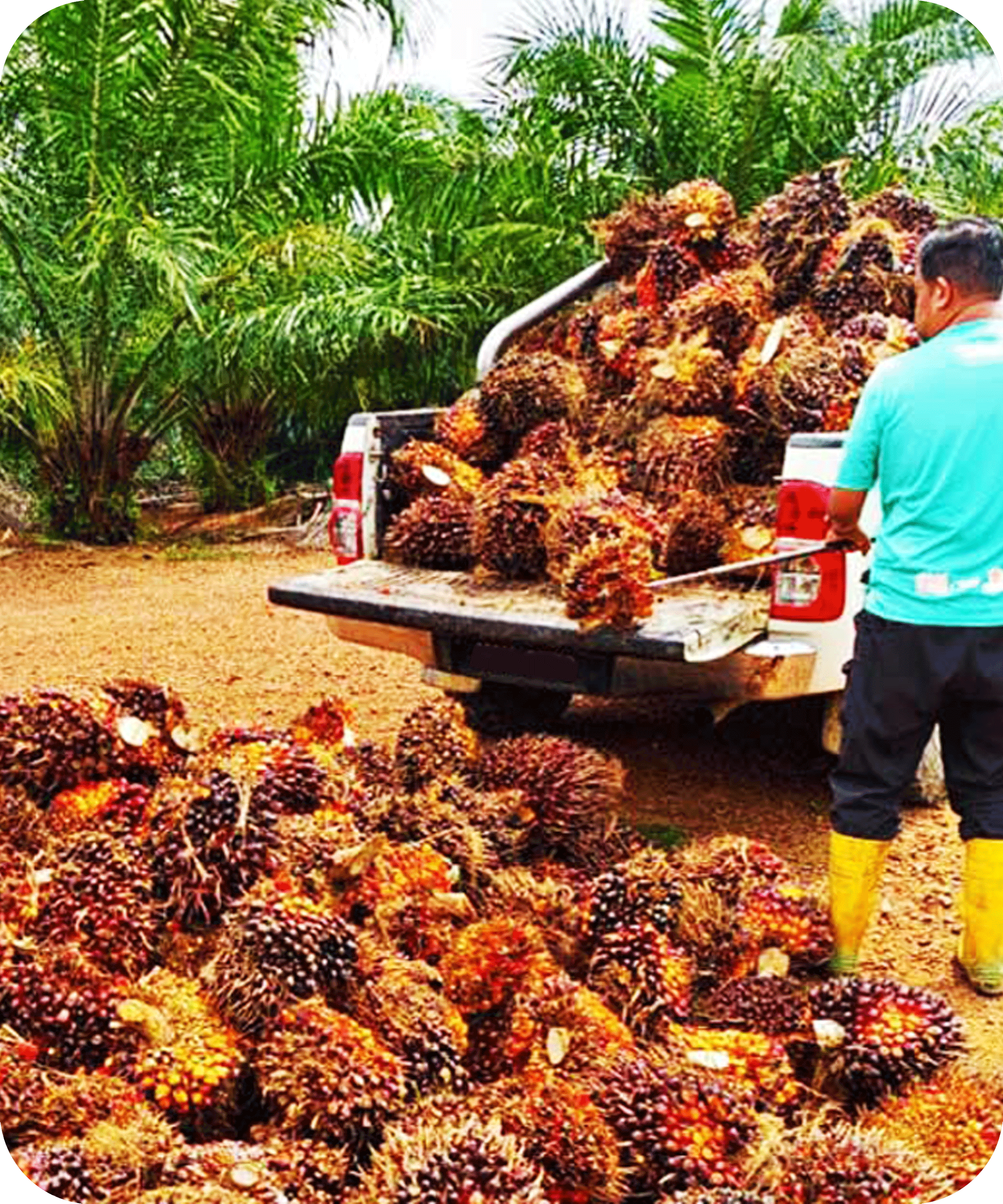 Perladangan dan Pertanian